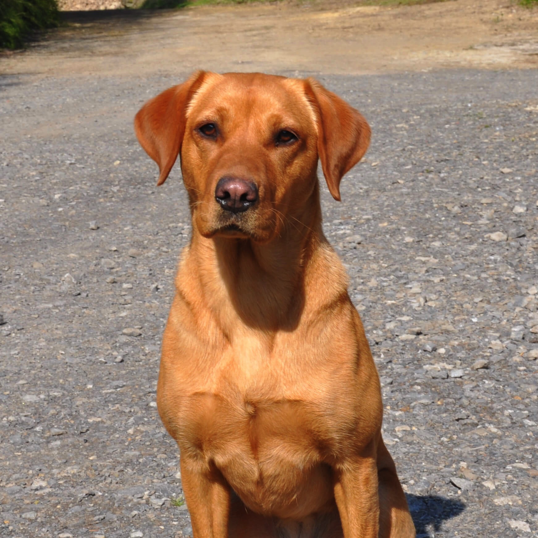 Millie the labrador picture